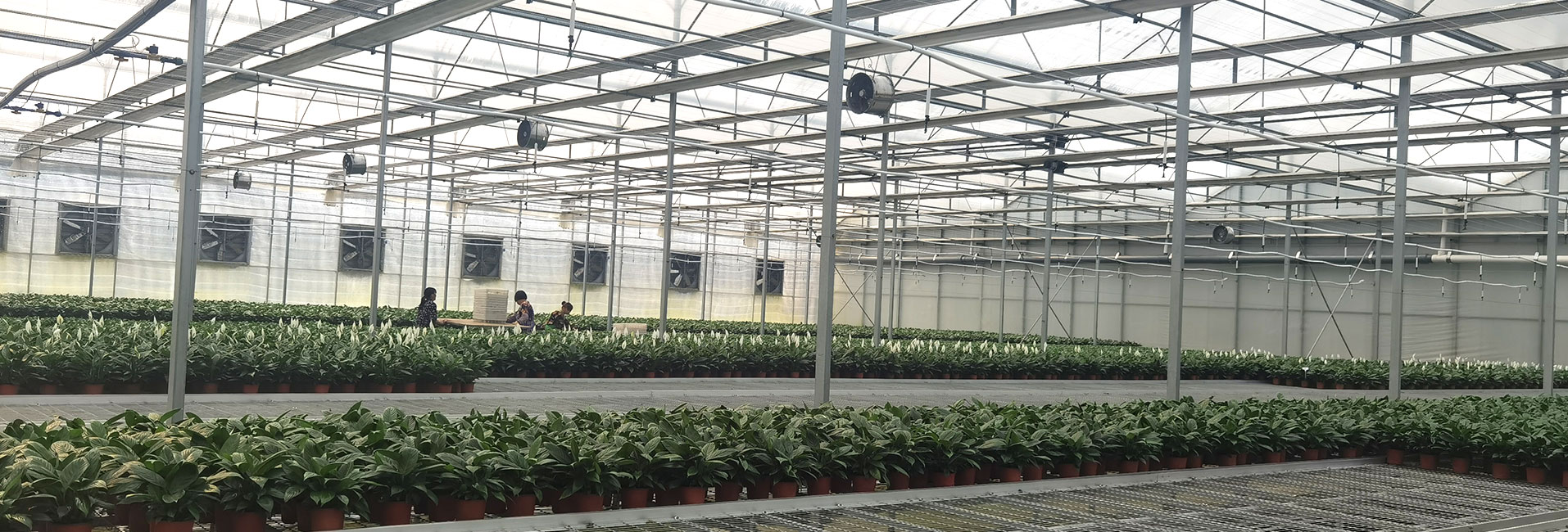 青州市萬紅溫室園藝工程有限公司